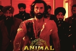 Animal film, Animal movie updates, record breaking nominations for animal, Creative