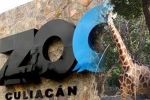 Coronavirus lockdown, Mexico, animals abandoned during coronavirus lockdown are rescued by a zoo in mexico, Mamma