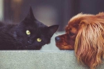 Slaughter of Dogs, Cats, u s house of representatives ban slaughter of dogs cats, Dog meat