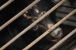 China, bear bile, bear bile touted as a potent coronavirus treatment by china, South east asia