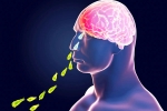 Kerala PAM, Brain-Eating Amoeba, brain eating amoeba in kerala why and how it spreads, Tamil nadu