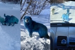 Russia, dogs, bright blue stray dogs found in russia, Prank