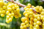 Amla disadvantages, Amla survey, ten health benefits of consuming amla, Galli