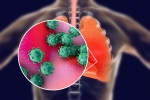 ACE2 and TNPRSS2, ACE2 and TNPRSS2, new studies explain how the coronavirus enters our body, Body organs