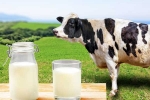 Cow Milk Protein diabetes, Cow Milk Protein updates, can cow milk protein lead to type 1 diabetes, Special