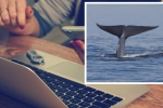 Blue Whale Suicide Challenge, Denver news, denver public schools responds to the blue whale suicide challenge, Great american beer festival