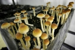 denver, possession of psychedelic mushrooms, denver voters approve measure to decriminalize magic mushrooms, Psyche