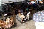 Dog Meat South Korea, Kim Keon-hee, consuming dog meat is a right of consumer choice, Dog meat