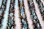 Guinness world record, dubai, dubai based charity pct humanity run by indian expat enters guinness world records for holding longest iftar, Gulf news report