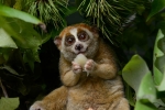 Animal, Red list, cute but deadly the critically endangered slow lorises, Cyber crime