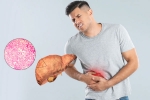 Fatty Liver breaking, Fatty Liver news, fatty liver can be reversed in just one month, Walking