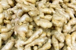 Ginger for Lung Health latest breaking, Ginger for Lung Health, how can ginger help in lung health, Cup