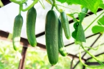 Cucumber, Cucumber growing, hack to grow cucumber is going viral for all the right reasons, Earth Cucumber, Cucumber growing, hack to grow cucumber is going viral for all the right reasons, Earth