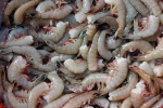 US, shrimp from Kerala, indian shrimp faces threat of ban in u s, Sea turtles