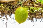 Snake Venom dangerous, Snake Venom dangerous, this miraculous plant can neutralise snake venom in minutes, Ayurveda