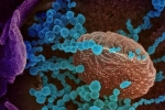 Lambda variant news, Lambda variant, all about the new lambda variant of coronavirus and its symptoms, Lambda variant