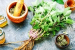 Lemon Balm medicine, Lemon Balm ingredients, all about lemon balm and its health benefits, Holistic health