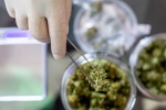 Prevent Covid-19, Covid-19 Vaccine, lung damage from covid 19 can be prevented with cannabidiol, Lung function