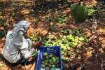Mango Growers, Mango Growers, nipah effect mango growers in karnataka faces tough time in export, Apeda