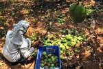 Nipah, Karnataka, nipah effect mango growers in karnataka faces tough time in export, Nipah virus