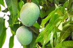 side effect of mango leaves, mango leaves for diabetes, mango leaves seeds helps in reducing blood sugar and diabetes here s how, Diabetes patients
