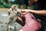 Monkey Bite danger, Monkey Bite advise, what to do after a monkey bite, Died