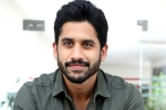Naga Chaitanya movies, Naga Chaitanya movies, naga chaitanya coming up with a strong lineup of films, Chinni
