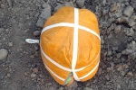 Pakistani Drone heroin news, Pakistani Drone, pakistani drone was seized in amristar for smuggling 5 5kg heroin, Pakistani drone