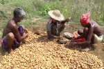 commercial potato farming, potato farmers in gujarat, pepsico case potato farmers in gujarat seek compensation for harassment, Pepsico