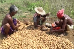 pepsico sue potato farmers, potato farming process, pepsico case potato farmers in gujarat seek compensation for harassment, Pepsico