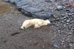Polar Bear In Iceland updates, Polar Bear In Iceland 2024, polar bear appears in iceland for the first time in 8 years, Iceland