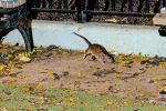 Rat Tourism in New York, New York campaigns, must experience trend in new york city, Running