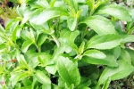 Stevia for blood sugar, Stevia new updates, is consuming stevia bad for blood sugar levels, Stress Stevia for blood sugar, Stevia new updates, is consuming stevia bad for blood sugar levels, Stress