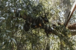 pandemic, pandemic, study shows coronavirus presence in two indian bats icmr study, Nipah virus