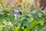 tulsi for hair fall, tulsi for skin pigmentation, tulsi for skin how this indian herb helps in making your skin acne free glowing, Skin diseases