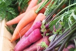 Red Carrot Vs Orange Carrot breaking update, Red Carrot Vs Orange Carrot breaking update, which carrot is more beneficial for health, Orange carrot