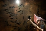 Wuhan CDC research details, Wuhan CDC study, a sensational video of scientists of wuhan cdc collecting samples in bat caves, Wuhan cdc news