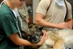 veterinary physicians, Veterinarians, working with animals can hurt your mental health study, Cher believe veterinary physicians, Veterinarians, working with animals can hurt your mental health study, Cher believe