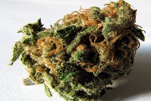 Pot black market still thriving in Colorado},{Pot black market still thriving in Colorado