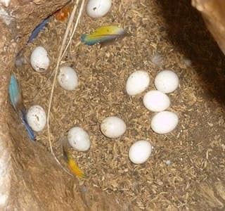 Fertile parrot eggs for sale