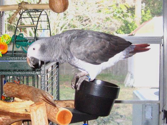 Healthy African Grey Parrot