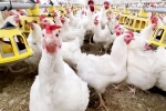 Bird flu new updates, Bird flu, bird flu outbreak in the usa triggers doubts, With