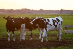 cow therapy, cow therapy in ayurvedic, cow urine can cure cancer says nagpur institute, Cancerous