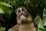 Animal, Slow lorises, cute but deadly the critically endangered slow lorises, Circus