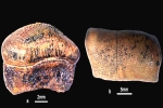 Hybodont Sharks, Hybodont Sharks teeth, new species of jurassic age hybodont shark discovered in rajasthan, Fossil