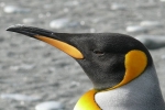 Danish researchers, nitrous oxide, laughing gas released from penguins poop causes a ruckusto the environment, Greenhouse