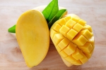 mangoes containing chemicals, calcium carbide on mangoes, mouth watering mangoes may contain cancer causing chemicals, A health hazard