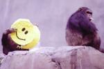 Science, Science, smiles originated 30 million years ago, Submissive