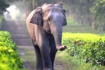 elephants, safety, tamed elephants in india to get unique identification numbers like aadhar, Circus