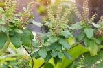 tulsi for skin, tulsi for hair fall, tulsi for skin how this indian herb helps in making your skin acne free glowing, Toner